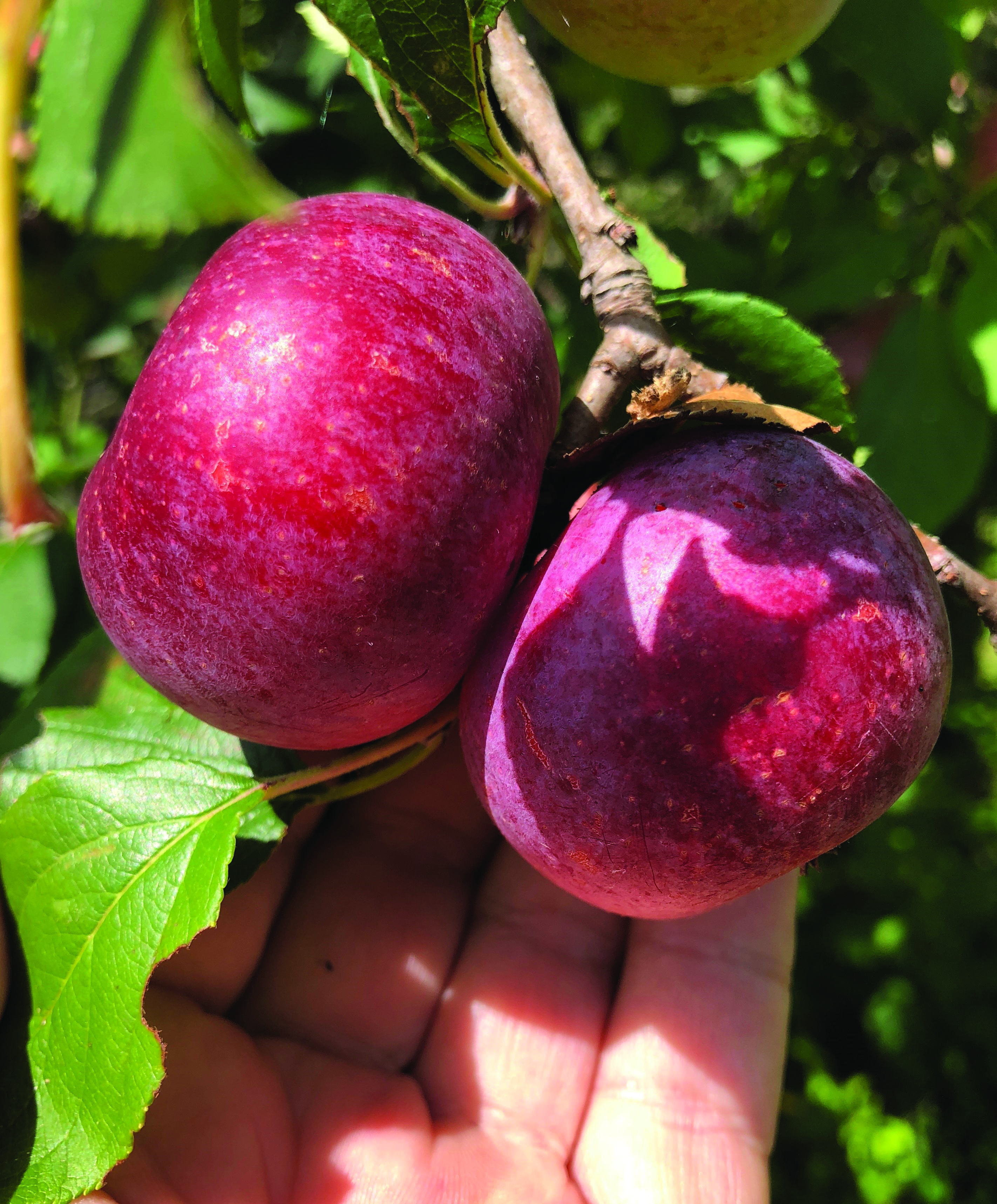Don’t Give Up on Apples